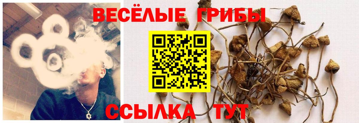 Псилоцибиновые грибы Cubensis Армавир